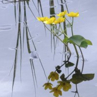 цветы Ладоги :: galina bronnikova 