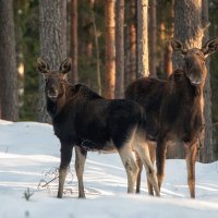 Мы с Тамарой ходим парой :: Рашид Усманов