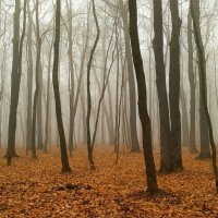 Осенний лес :: Олег Денисов