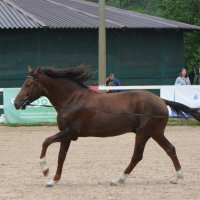 Международная конная выставка "Иппосфера" 2022 :: Николай 