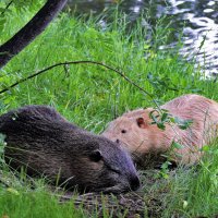 Старый друг лучше новых двух. :: Татьяна Помогалова