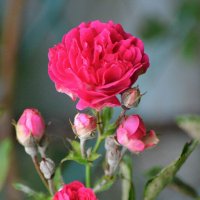 Про розы... :: Михаил Болдырев 