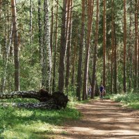 Покататься с ветерком, просто наслаждение :: Сергей Царёв