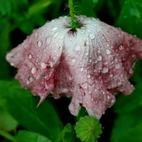 Цветочный мак под дождём. :: Валентина Богатко 