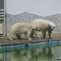 В ростовском зоопарке :: Нина Бутко