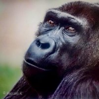Портрет самца гориллы :: Фотограф МК