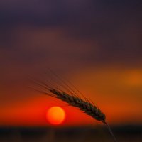 Пшеничный закат :: Евгений Воропинов