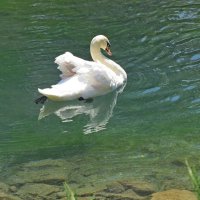 а, белый лебедь на пруду ... :: Сеня Белгородский