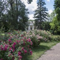 Розы  ботанического  сада :: Валентин Семчишин