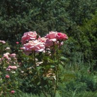 Розы ботанического  сада :: Валентин Семчишин