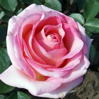 Розовая роза :: Galina Solovova