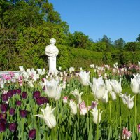 Цветут тюльпаны в Собственном саду Гатчинского парка! :: Лия ☼
