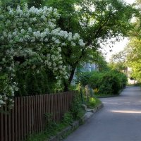 Подмосковные вечера. :: Татьяна Помогалова