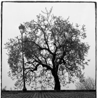 Столб и оливковое дерево :: Даниил Знаменский
