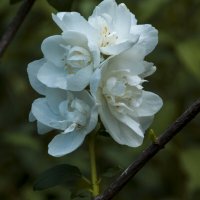 Цветы  ботанического сада Н В Багрова :: Валентин Семчишин