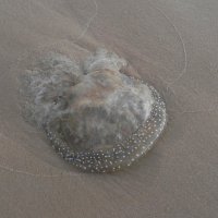 И такие медузы бывают! :: Светлана Хращевская