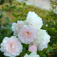 Белые розы :: Sergej 