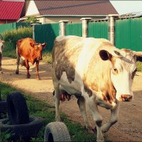 Эти коровки мне регулярно продают парное молоко!!! :: Александр Шимохин