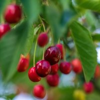 Черешня это ягода которая не успевает созревать в нашем саду. :: Анатолий. Chesnavik.