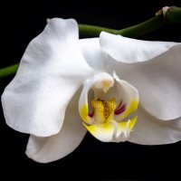 Орхидея :: Ника Романенко