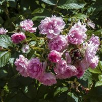 Розовы розы :: Валентин Семчишин