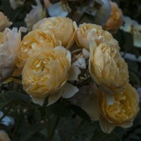 Жёлтые  розы :: Валентин Семчишин