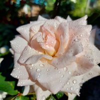Роза после дождя ☔ :: Вера Цаплина