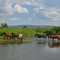 Бодрым маршем через реку :: Сергей Шаврин