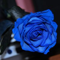 Синяя роза :: Штрек Надежда 