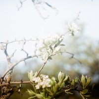 light blossom :: Алла Кузнецова