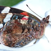Бабочка :: Александр Посошенко