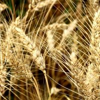Запах  пшеницы  Снято натуральное поле :: олег свирский 