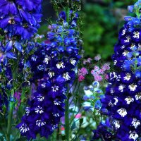 Синие цветы :: Ирина Тюзнева 