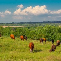 Коровки на лугах предгорья Кубани. :: Евгений Воропинов