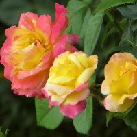 Красота июльских роз :: Татьяна Смоляниченко