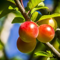 Созревают. :: Петр Беляков