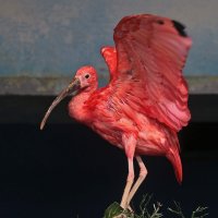 Танцующий фламинго :: Светлана 