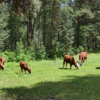 Коровушки  в лесу пасутся... :: Андрей Хлопонин