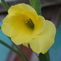 Гладиолус желтый. :: сергей 