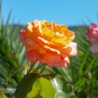 Южная роза. :: Любовь Зинченко 