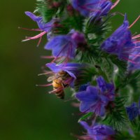 Пчела в цветке :: Мария Корнева