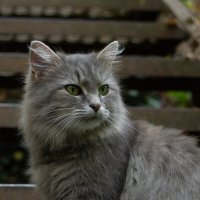 Серый кот :: Мария Корнева
