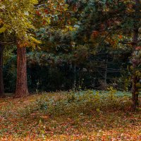 «Осенний лес» :: Konstantin Liubavin