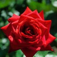 Красная роза :: Владимир Бодин