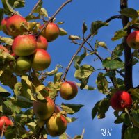 Яблоки поспевают в парке :: Nina Yudicheva