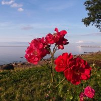 Розы на берегу залива. :: VasiLina *