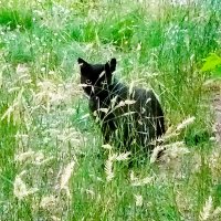 Эдгар Аллан По. Чёрный кот. :: Динара Каймиденова