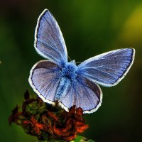 Волшебный мир бабочек. :: Владимир Безбородов