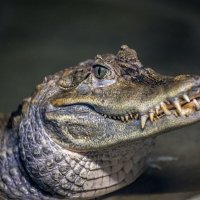 крокодил :: аркадий 