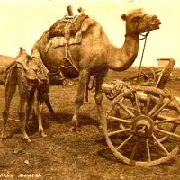 Верблюд и арба :: Андрей Хлопонин